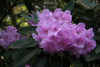 argyrophyllum 70-384 -4